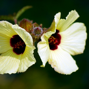 Deux fleurs blanches au coeur rouge en gros plan - Belgique  - collection de photos clin d'oeil, catégorie plantes